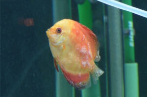 Cách xử lý và phòng ngừa khi cá dĩa bị thối vây?