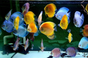 Cá Dĩa có cần oxy không? Sự quan trọng của oxy đối với sức khỏe của cá dĩa