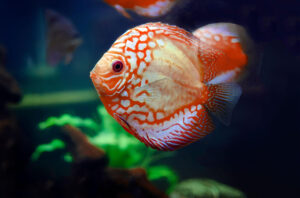 Cá dĩa có khó nuôi không?