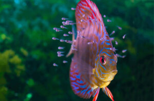 Cá dĩa đẻ trứng nên làm gì?