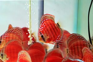 Cá Dĩa Hoa Hồng: Sự kết hợp tuyệt vời từ nghệ thuật lai tạo gen