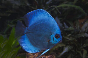 Cá dĩa xanh lam (Blue diamond): Nguồn gốc, ngoại hình, kích cỡ