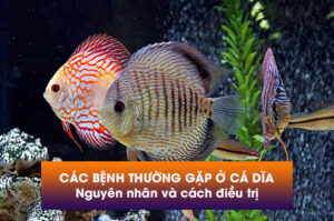 Các bệnh thường gặp ở cá đĩa - Nguyên nhân và cách điều trị