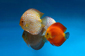 Các triệu chứng khi cá đĩa bị đốm trắng? Cách điều trị và phòng ngừa