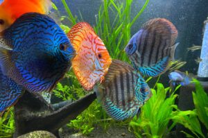 Danh sách 54 loài cá dĩa đẹp trên thế giới