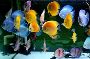 Thế nào là cá dĩa đẹp: Nghệ thuật và Tiêu chuẩn