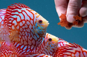 Cá dĩa ăn gì? Các loại thức ăn của cá dĩa?