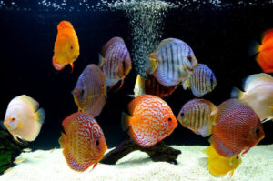 Trại cá dĩa lớn nhất tại thành phố Hồ Chí Minh