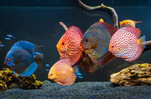 Trại cá dĩa uy tín tại thành phố Hồ Chí Minh dành cho dân mê cá cảnh