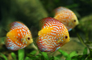 Vì sao cá dĩa được mệnh danh là “Vua bể cá”?