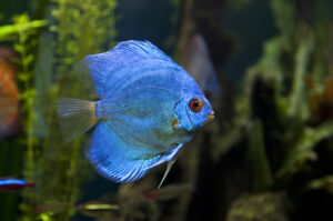 7 lý do tại sao giá cá dĩa lại đắt đến thế?