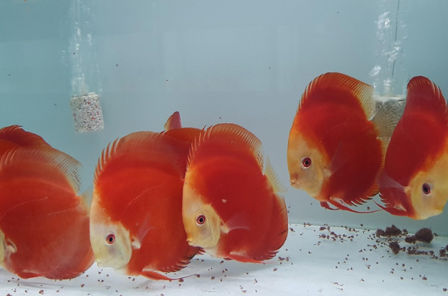 Cá dĩa đỏ dưa hấu High body - Red Melon High body Discus