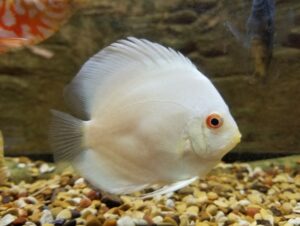 Cá dĩa Albino (Albino Discus): Khám phá vẻ đẹp và cách chăm sóc đúng cách