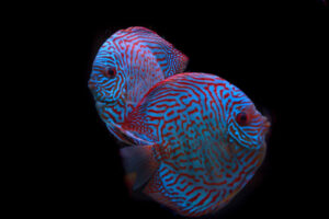 Cá dĩa ăn gì? Thức ăn tốt nhất cho cá dĩa