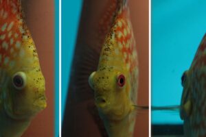 Cá dĩa bị lồi mắt - Dấu hiệu nhận biết và cách điều trị