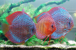 Cá dĩa bỏ ăn - Cá dĩa nhịn ăn được bao lâu?