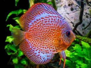 Cá dĩa Bồ câu đỏ (Pigeon Blood Discus