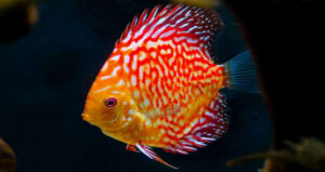 Cá dĩa Bồ câu đỏ (Pigeon Blood Discus): Ngoại hình và thói quen kiếm ăn