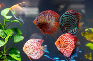 Cá dĩa hung dữ - Nguyên nhân và cách khắc phục