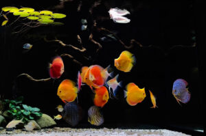 Cá Dĩa núp góc bể: Nguyên nhân và cách khắc phục