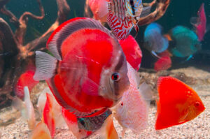 Cá dĩa to cỡ nào? Bí quyết nuôi cá dĩa nhanh lớn và phát triển khỏe mạnh