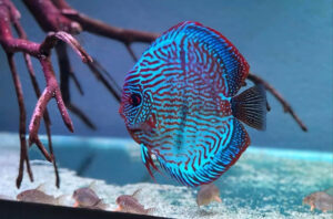 Cá Dĩa và Cá Betta có thể sống cùng nhau không?