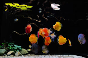 Cách giảm độ cứng nước cho bể cá dĩa