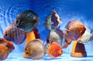 Cách làm cá dĩa sinh sản đẻ trứng trở lại