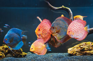 Hướng dẫn cách chăm sóc cá dĩa: Tổng quan ngắn gọn