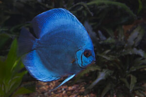 Hướng dẫn cách chăm sóc cá dĩa xanh lam (Blue Diamond discus)