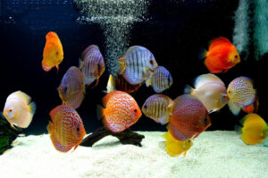 Lịch sử và nguồn gốc của cá dĩa (Discus)