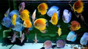 Nên mua cá dĩa ở đâu? Địa chỉ bán cá dĩa uy tín