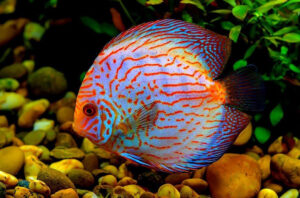 Tại sao cá dĩa bị đốm đen (tiêu đen)