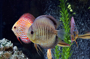 10 mẹo để cá dĩa bột bám cá bố mẹ