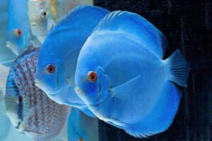 15 Điều Kiện Tốt Nhất Cho Cá Dĩa Sinh Sản