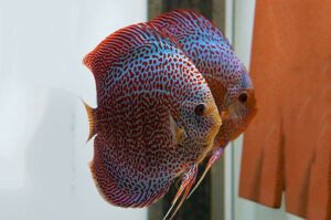 15 Điều Kiện Tốt Nhất Để Chọn Cá Dĩa Ghép Cặp Sinh Sản Và Đẻ Trứng