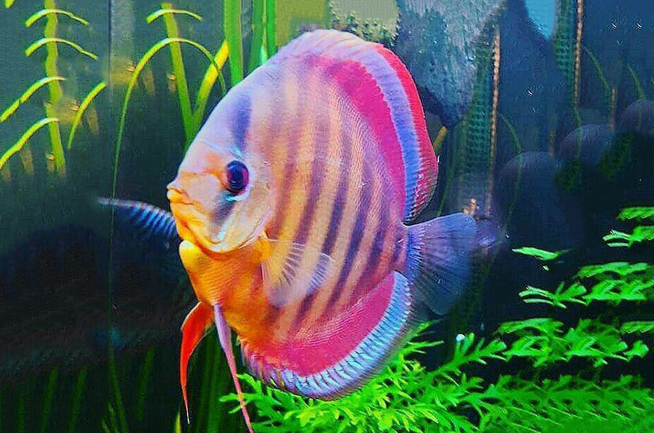 20 Tiêu Chí Lựa Chọn Cá Dĩa Đẹp Không Nên Bỏ Qua