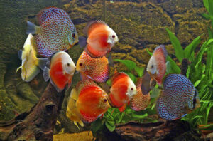 7 Lợi Ích Không Ngờ Khi Nuôi Cá Dĩa Trong Nhà