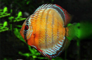 8 Tiêu Chí Chọn Cá Dĩa Đẹp: Bí Quyết Chọn Cá Dĩa Tốt Nhất