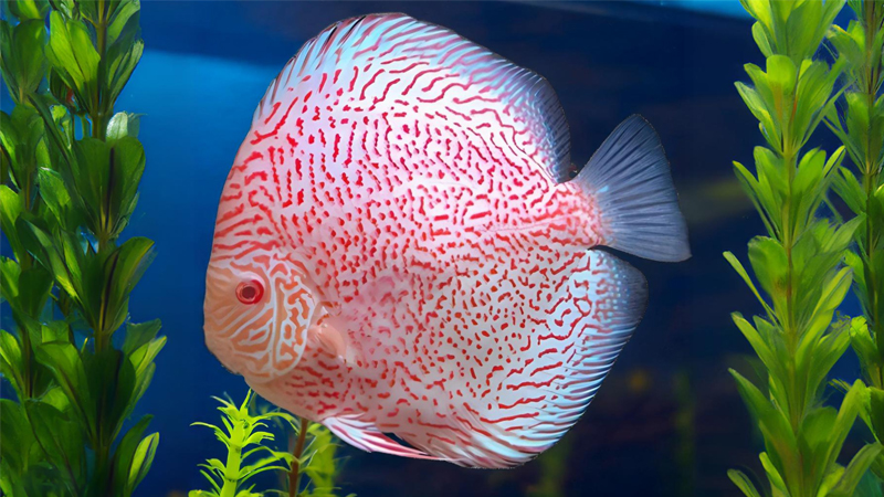 Albino-Snow-Leopard-Discus