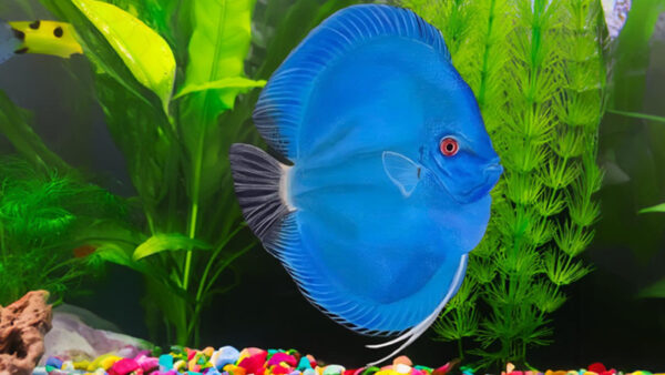 Blue Diamond high body Discus-8 Cá dĩa Lam Đức: Vẻ đẹp từ sâu thẳm đại dương