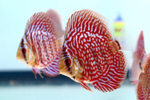 Cá dĩa đỏ ngọc lam - Red Turquoise Discus