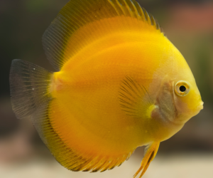Cá dĩa vàng Golden - Golden Yellow Discus