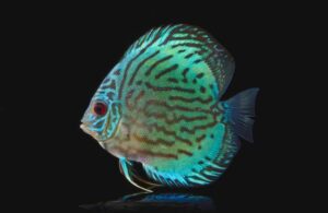 Cá dĩa xanh - Green Discus