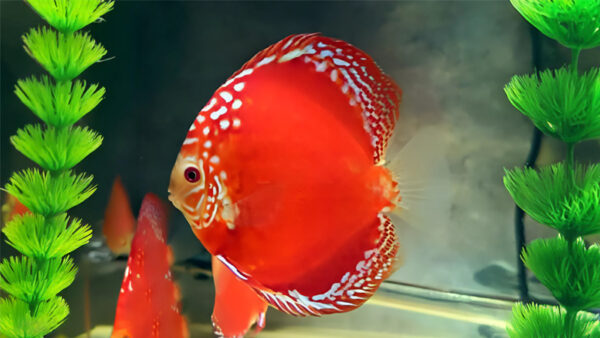 Full Red Marlboro high body CÁ DĨA FULL RED MARLBORO HIGH BODY - FULL RED MARLBORO HIGH BODY DISCUS