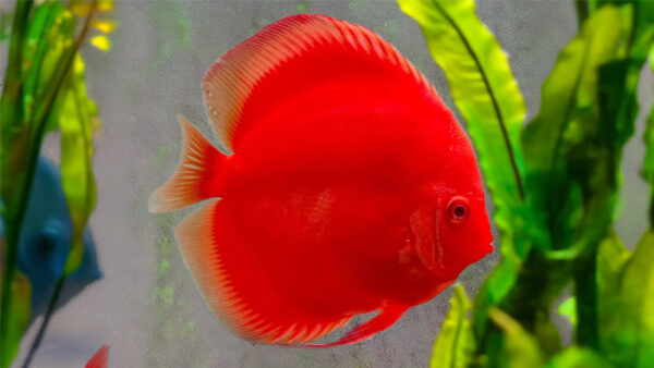 Full Red body Discus