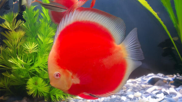 RED ALBINO DISCUS cove CÁ DĨA RED ALBINO COVER