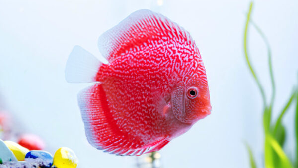 Red PIGEON SnakeSkin High body Discus CÁ DĨA BỒ CÂU DA RẮN ĐỎ HIGH BODY - RED PIGEON SNAKESKIN HIGH BODY DISCUS