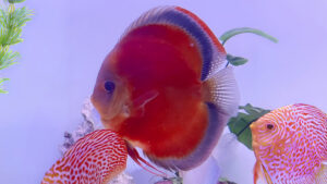 CÁ DĨA ĐỎ HOA HỒNG COVER - ROSE RED COVER DISCUS