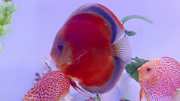 Rose Red Cove Discus CÁ DĨA ĐỎ HOA HỒNG COVER - ROSE RED COVER DISCUS